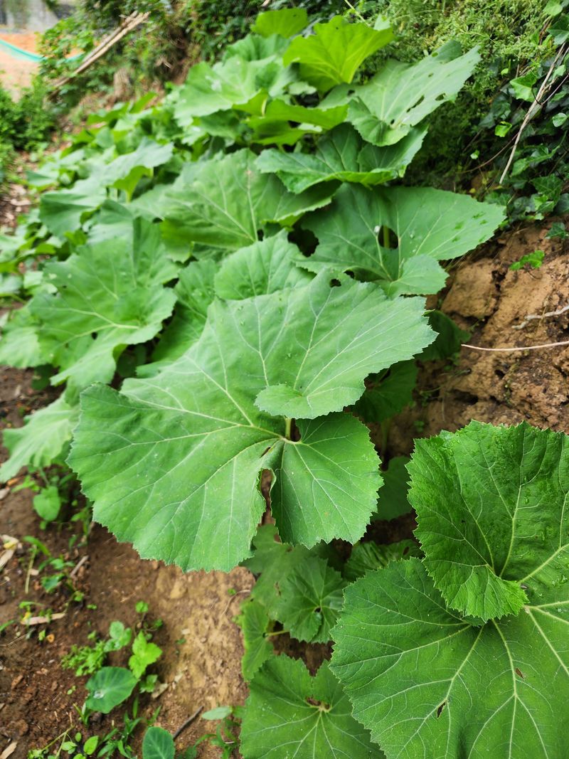 장터 상품 [머위대 5키로 단위] 썸네일