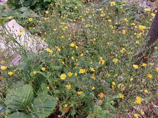 금동이네님의 기타작물 · 자유게시판 작성글 사진