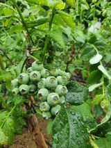 팜모닝 금쪽같은 내 작물 자랑하기·참여 게시글 이미지