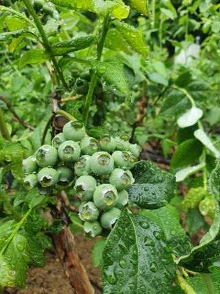 김기자(흰구름농원)님의 금쪽같은 내 작물 자랑하기 · 참여 작성글 사진