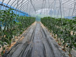 박종언님의 금쪽같은 내 작물 자랑하기 · 참여 작성글 사진