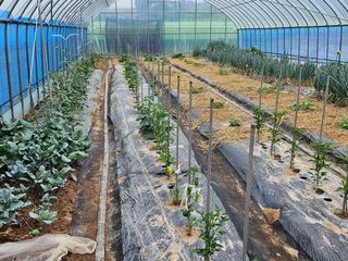 박종언님의 금쪽같은 내 작물 자랑하기 · 참여 작성글 사진