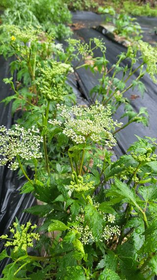 ♡5도2촌pys♡님의 우리동네 · 동네자랑 작성글 사진