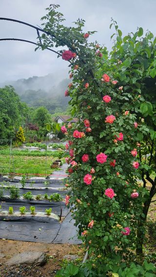 ♡5도2촌pys♡님의 우리동네 · 동네자랑 작성글 사진