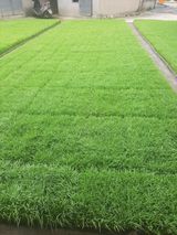 팜모닝 벼·자유게시판 게시글 이미지