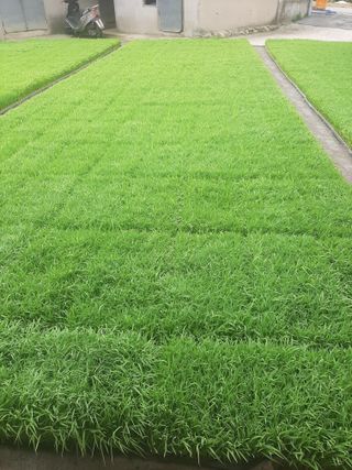 땅끝해남님의 벼 · 자유게시판 작성글 사진