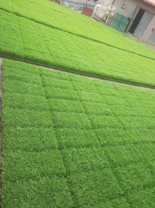 땅끝해남님의 벼 · 자유게시판 작성글 사진