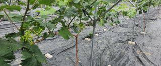 전진원님의 금쪽같은 내 작물 자랑하기 · 참여 작성글 사진