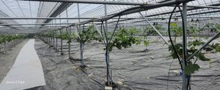 전진원님의 금쪽같은 내 작물 자랑하기 · 참여 작성글 사진