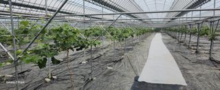 전진원님의 금쪽같은 내 작물 자랑하기 · 참여 작성글 사진