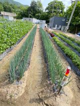 팜모닝 금쪽같은 내 작물 자랑하기·참여 게시글 이미지