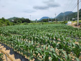 약도라지6018님의 금쪽같은 내 작물 자랑하기 · 참여 작성글 사진