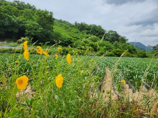 약도라지6018님의 금쪽같은 내 작물 자랑하기 · 참여 작성글 사진
