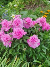 팜모닝 금쪽같은 내 작물 자랑하기·참여 게시글 이미지