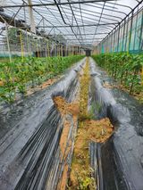 팜모닝 고추·지주설치•유인•성장 게시글 이미지