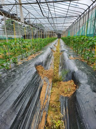 김석희님의 고추 · 지주설치•유인•성장 작성글 사진