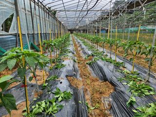 김석희님의 고추 · 지주설치•유인•성장 작성글 사진