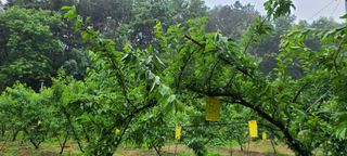 시연아빠님의 자두 · 병해충상담 작성글 사진