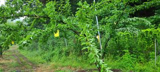 시연아빠님의 자두 · 병해충상담 작성글 사진