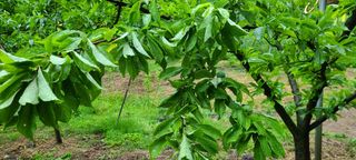 시연아빠님의 자두 · 병해충상담 작성글 사진