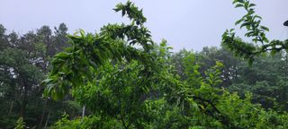 시연아빠님의 자두 · 병해충상담 작성글 사진