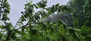 시연아빠님의 자두 · 병해충상담 작성글 사진