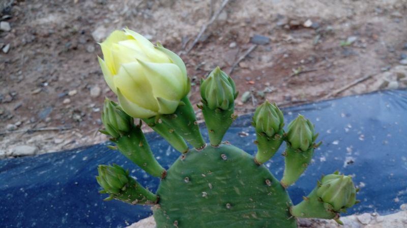장터 상품 [두번째 무료나눔 이밴트 천년초] 썸네일