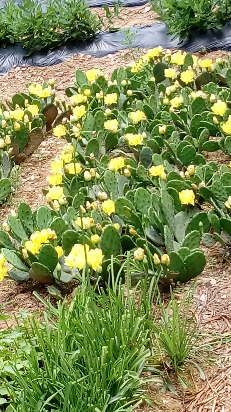 농산물에 진심구병안님의 장터 판매 상품 [두번째 무료나눔 이밴트 천년초] 첨부 사진