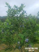 팜모닝 금쪽같은 내 작물 자랑하기·참여 게시글 이미지