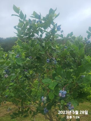 동우농장(김대욱)님의 금쪽같은 내 작물 자랑하기 · 참여 작성글 사진