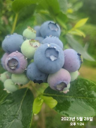 동우농장(김대욱)님의 금쪽같은 내 작물 자랑하기 · 참여 작성글 사진