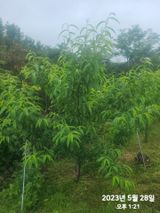 팜모닝 복숭아·자유게시판 게시글 이미지