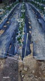 팜모닝 금쪽같은 내 작물 자랑하기·참여 게시글 이미지