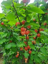 팜모닝 금쪽같은 내 작물 자랑하기·참여 게시글 이미지