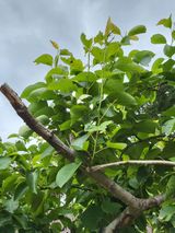 팜모닝 배·병해충상담 게시글 이미지