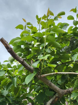 알 수 없음님의 배 · 병해충상담 작성글 사진
