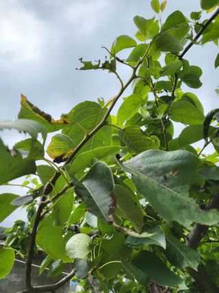 알 수 없음님의 배 · 병해충상담 작성글 사진