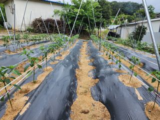 조정권님의 금쪽같은 내 작물 자랑하기 · 참여 작성글 사진