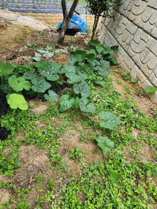 조정권님의 금쪽같은 내 작물 자랑하기 · 참여 작성글 사진