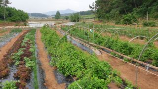 김영준님의 금쪽같은 내 작물 자랑하기 · 참여 작성글 사진