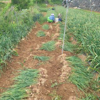 ,kim님의 금쪽같은 내 작물 자랑하기 · 참여 작성글 사진