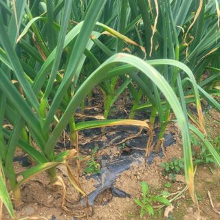 ,kim님의 금쪽같은 내 작물 자랑하기 · 참여 작성글 사진