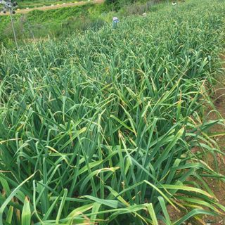 ,kim님의 금쪽같은 내 작물 자랑하기 · 참여 작성글 사진