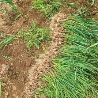 ,kim님의 금쪽같은 내 작물 자랑하기 · 참여 작성글 사진