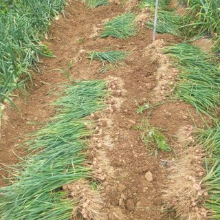 ,kim님의 금쪽같은 내 작물 자랑하기 · 참여 작성글 사진