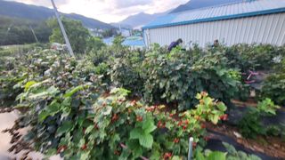 산딸기 쌍둥맘 영신님의 딸기 · 수확 작성글 사진