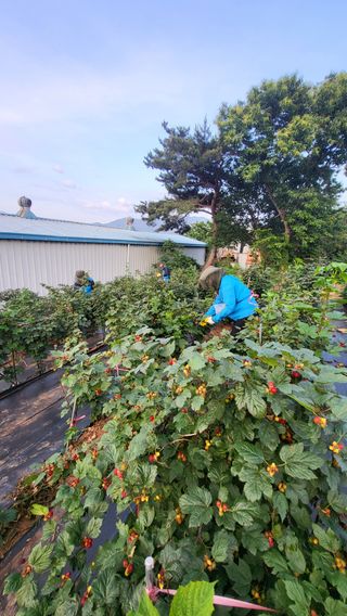 산딸기 쌍둥맘 영신님의 딸기 · 수확 작성글 사진