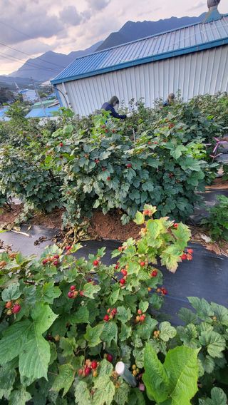 산딸기 쌍둥맘 영신님의 딸기 · 수확 작성글 사진