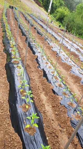 신옥윤님의 금쪽같은 내 작물 자랑하기 · 참여 작성글 사진