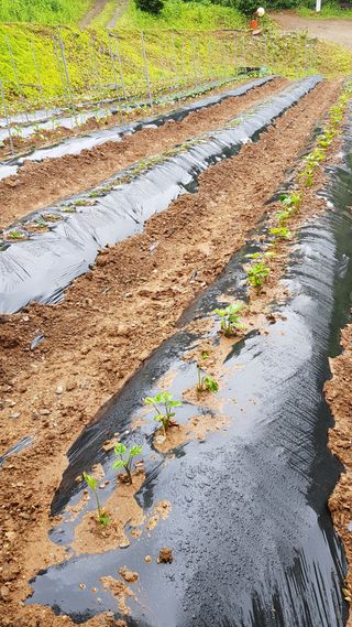 신옥윤님의 금쪽같은 내 작물 자랑하기 · 참여 작성글 사진